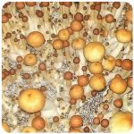 Псилоцибиновые (галлюциногенные)  грибы Psilocybin "Golden Teacher" в Верхнем Тагиле
