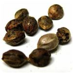 Семена марихуаны АК-47  (Seeds AK-47) в Верхнем Тагиле